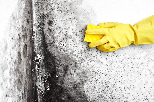 Best Mold Prevention Services  in Tariffville, CT