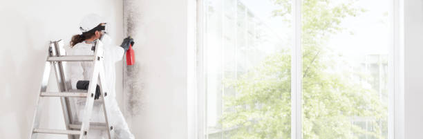 Best Industrial Mold Remediation  in Tariffville, CT